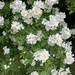 photo of Multiflora Rose (Rosa multiflora)