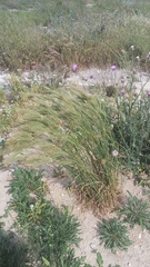 Hordeum vulgare