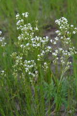 Eremogone longifolia