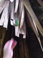 Tachycnemis seychellensis