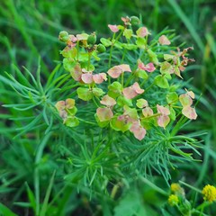 Euphorbia cyparissias