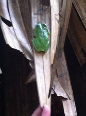 Tachycnemis seychellensis