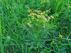 Euphorbia cyparissias