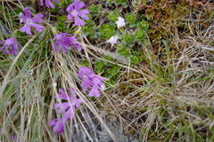 Primula minima