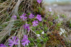 Primula minima