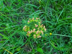 Euphorbia cyparissias