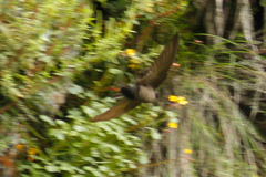 Orochelidon murina
