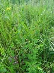 Hypericum perforatum