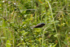Orochelidon murina