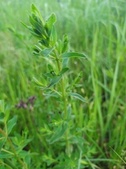Hypericum perforatum