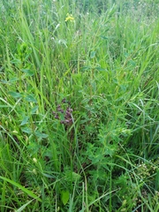 Hypericum perforatum
