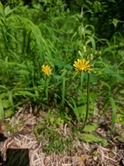 Crepis praemorsa