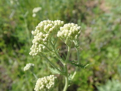 Achillea millefolium