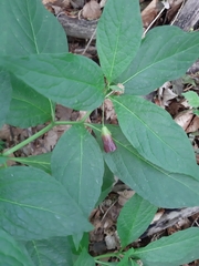 Scopolia carniolica