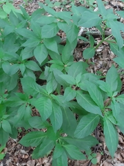 Scopolia carniolica