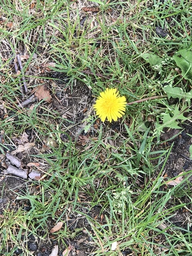 photo of Dandelions (Taraxacum)