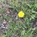 photo of Dandelions (Taraxacum)