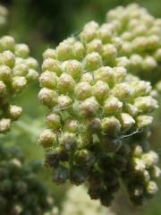 Achillea millefolium