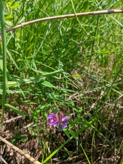Lathyrus palustris pilosus