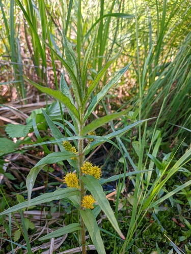 Lysimachia thyrsiflora iNat (2)