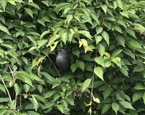 photo of Gray Catbird (Dumetella carolinensis)