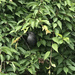 photo of Gray Catbird (Dumetella carolinensis)