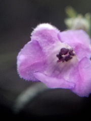 Eriodictyon altissimum