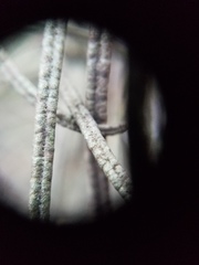 Eriodictyon altissimum