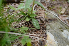 Pulmonaria stiriaca