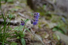 Pulmonaria stiriaca