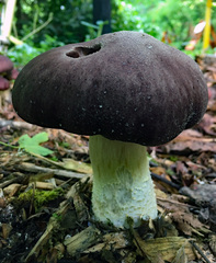 Russula integra