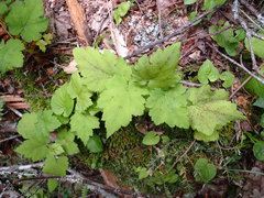 Tiarella stolonifera