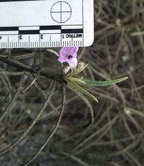 Eriodictyon altissimum