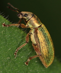 Polydrusus impar