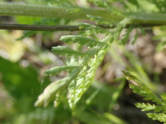 Achillea millefolium