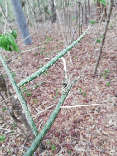 Acanthocereus fosterianus (Acanthocereus fosterianus)