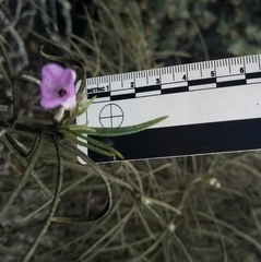 Eriodictyon altissimum