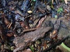 Pseudopolydesmus canadensis