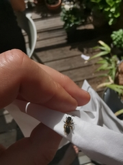 Andrena