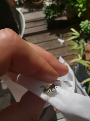 Andrena