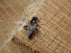 Criorhina pachymera