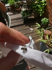 Andrena