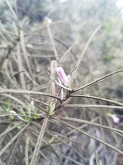 Eriodictyon altissimum