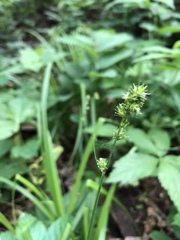Carex sparganioides