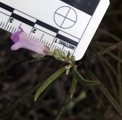 Eriodictyon altissimum