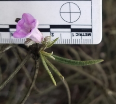 Eriodictyon altissimum