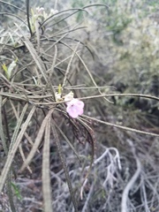 Eriodictyon altissimum