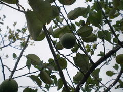 Citrus × aurantiifolia