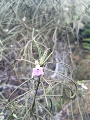 Eriodictyon altissimum