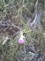 Eriodictyon altissimum